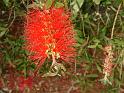 Bottle Brush 